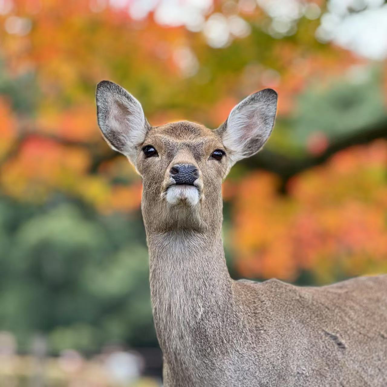 A Deer in Nara Park